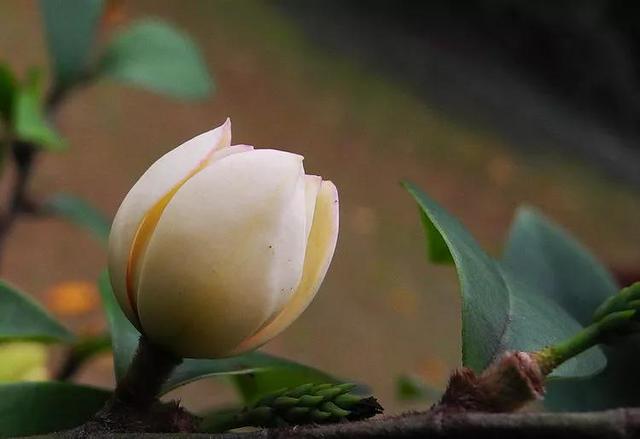 含笑花什么时候开花，分享图片——深山里（含笑花何时开花）