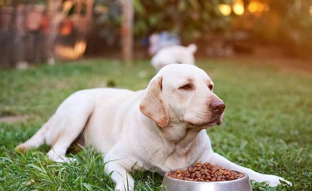 拉布拉多怎样区分赛级和宠物犬，拉布拉多怎样区分赛级和宠物犬的（纯种的“拉布拉多犬”）