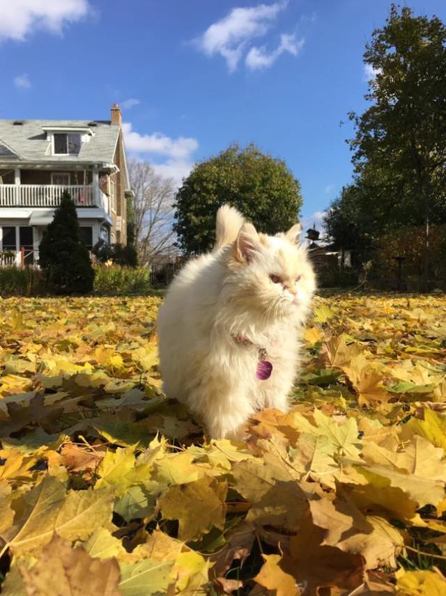 世界上最漂亮的猫，世界上最好看的猫品种（每只都让人忍不住想吸呀）