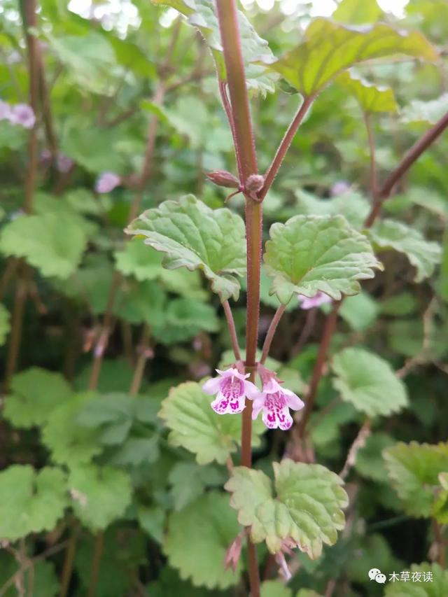 那些四月里开出绚烂花儿的野生植物们，四月有什么花开花
