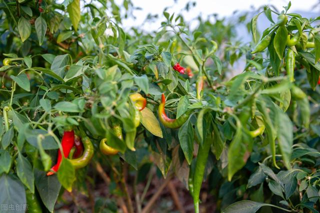 青辣椒的功效与作用，青辣椒的功效与作用及禁忌（居然还有这么多作用）