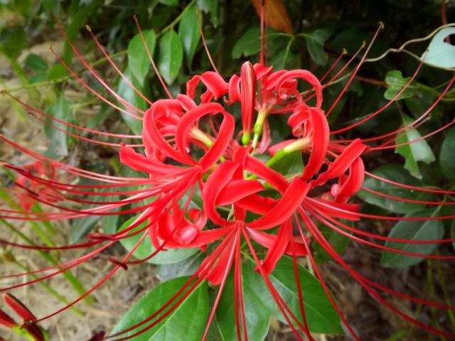 上古八大奇花,上古八大奇花图片(3种神话中的"奇花")