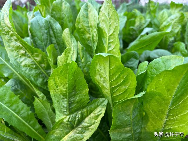 提摩西草怎么种植，提摩西草怎么种植方法（养牛羊、猪、家禽的优质牧草）