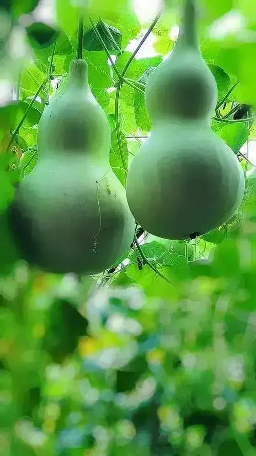 又是一组绿色图片，绿色绿色的图片（分享图片—绿色葫芦壁纸）