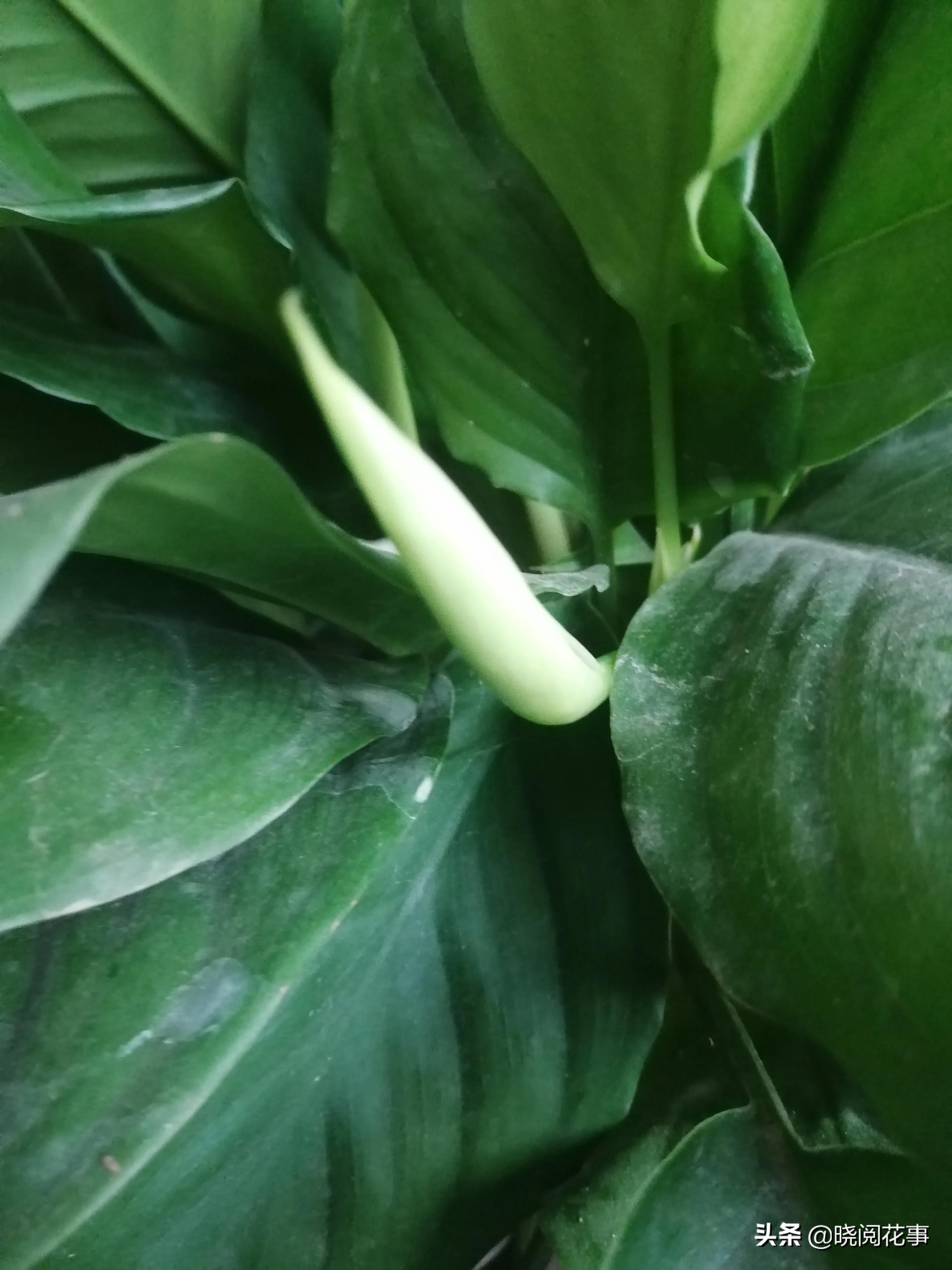 万年青开花吗什么颜色花(万年青开花吗?) - 彝家农业网