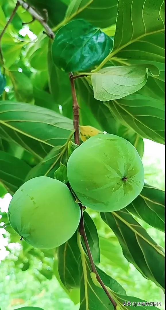 四个季节各有什么水果和蔬菜，四个季节各有什么水果和蔬菜和水果（60张水果蔬菜壁纸美图）