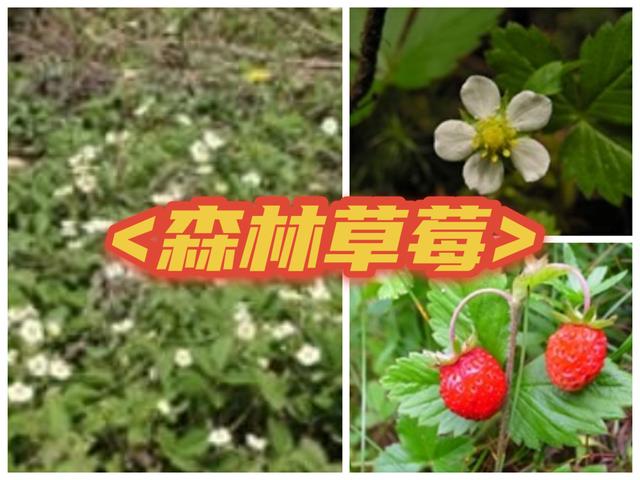 野草莓能吃吗，野草莓能吃吗长的什么样子有图片吗（道不明千姿百态的中国草莓）