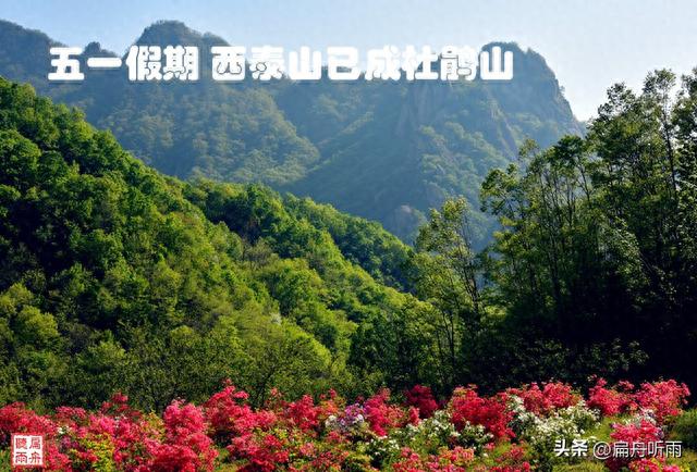 五一假期 西泰山已成杜鹃山 来一趟赏花之旅吧