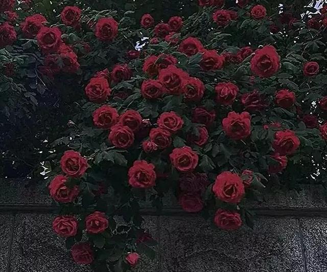 1一100朵玫瑰花代表什么意思，1至100朵玫瑰花各代表什么意思（21世纪玫瑰和爱意泛滥成灾）