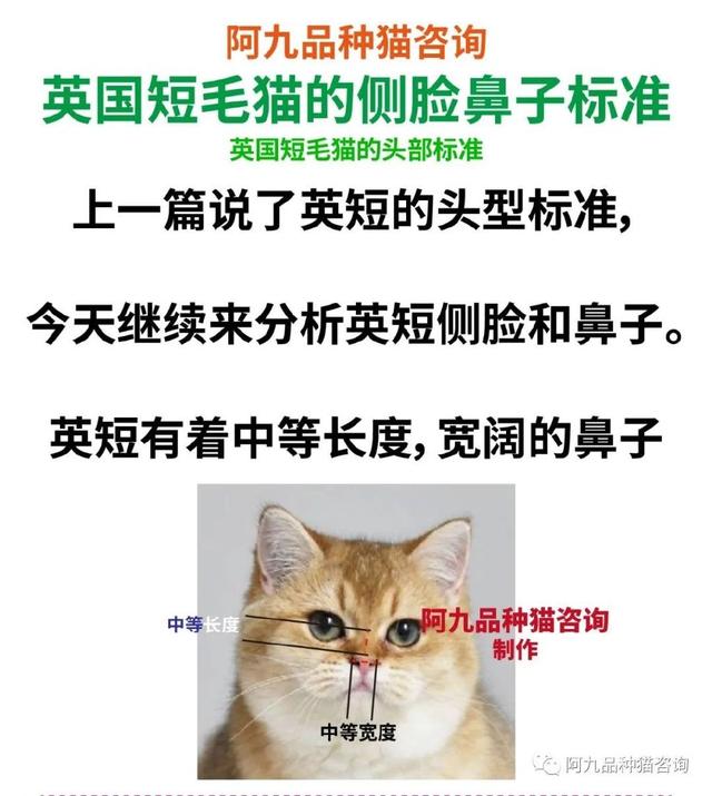 银渐层怎么看品相，银渐层怎样算品相好（银渐层的鼻子没有线条黑）