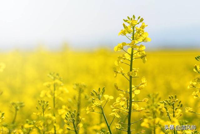 油菜花开的句子唯美，2021油菜花开的句子唯美朋友圈（看油菜花的心情说说）
