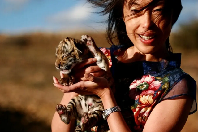 更大的老虎会是谁，世界上最大的老虎是什么（03年中国将5只老虎放到非洲草原）