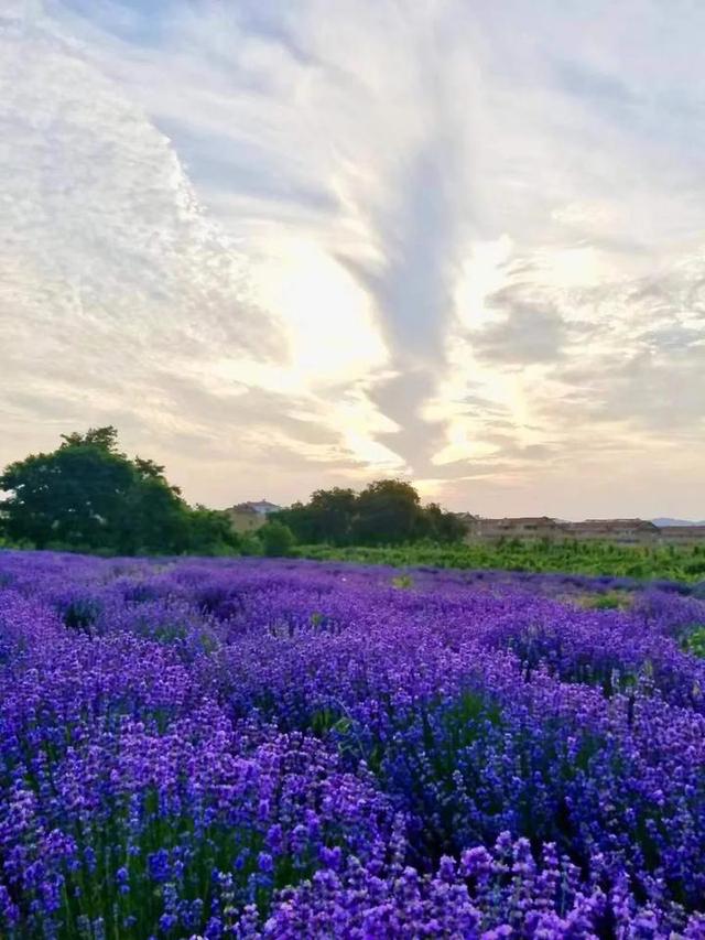 普罗旺斯薰衣草花语，普罗旺斯薰衣草简介（威海临港竟藏有一个“普罗旺斯”）