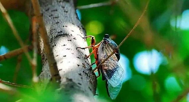 piercing什么意思中文，piercing的意思（5-7-5英语俳句诗原创）