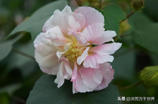 白杜鹃花语，白花杜鹃花语（300种花的寓意和花语）