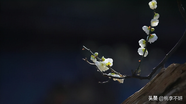 岁末将至敬颂冬绥什么意思，愿你的世界如暖阳