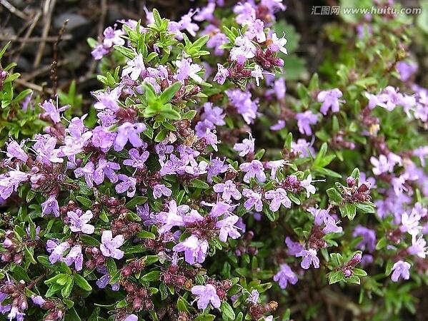 人称“百里香”，百里香香料图片