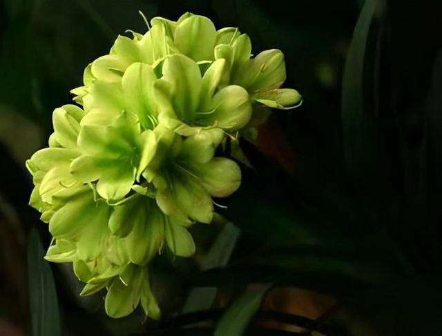 绿色的花有哪些，开绿色花的是什么兰花（ 绿叶常见绿花不常见）