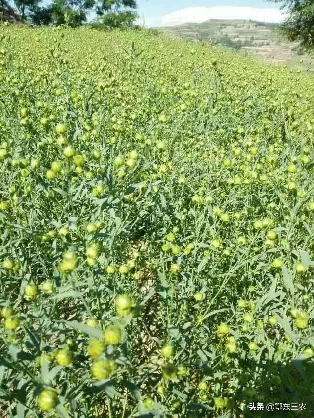 胡麻油是什么，胡麻油是什么油（胡麻是“油料之王”）