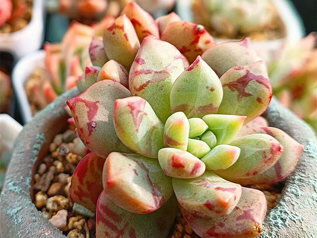 血燕是什么，血燕是什么东西有什么功效（高温多雨的日子也能安然度过）