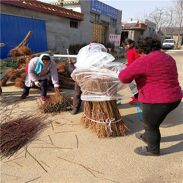 黄金李子苗多少钱一株，黄金李子品种介绍（中熟超甜的早黄李子树苗报价）