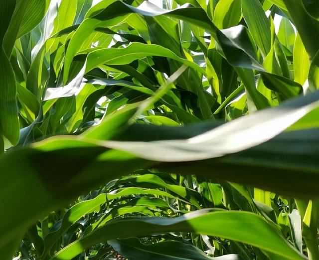 粘玉米种植时间和方法，糯玉米种植技术简单