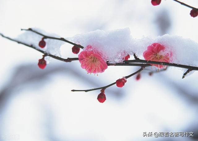 下雪的作文，下雨的作文200字（入冬以来的第一场雪终于来了）