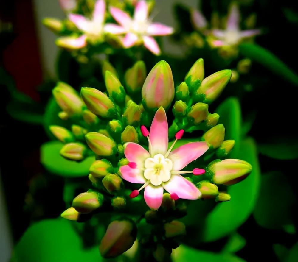 老人须开花是什么样子(6种大绿植,开花就是"好兆头",看看你家有没有)