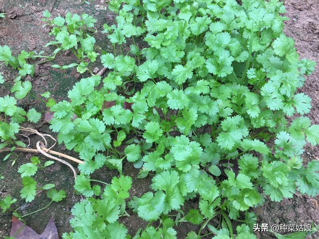 秋天适合种什么蔬菜，适合秋天种植的菜（除了白菜萝卜还能种哪些）