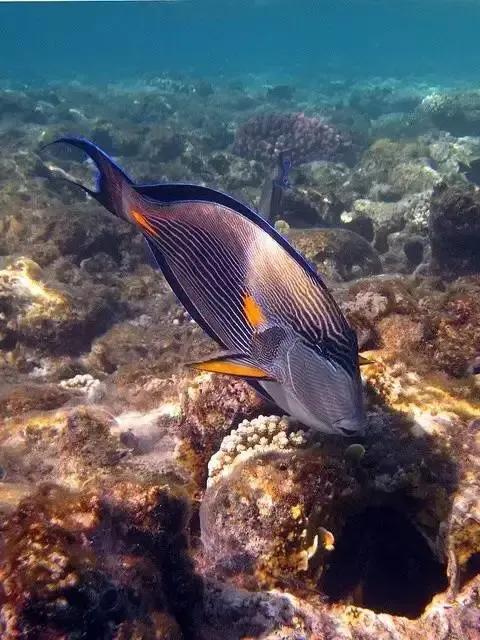 100多种神仙鱼欣赏，鳕鱼图片大全