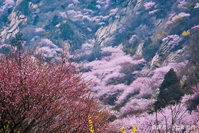 河南这个小山沟：每到3月便美成“桃源仙谷”，桃花开遍群山