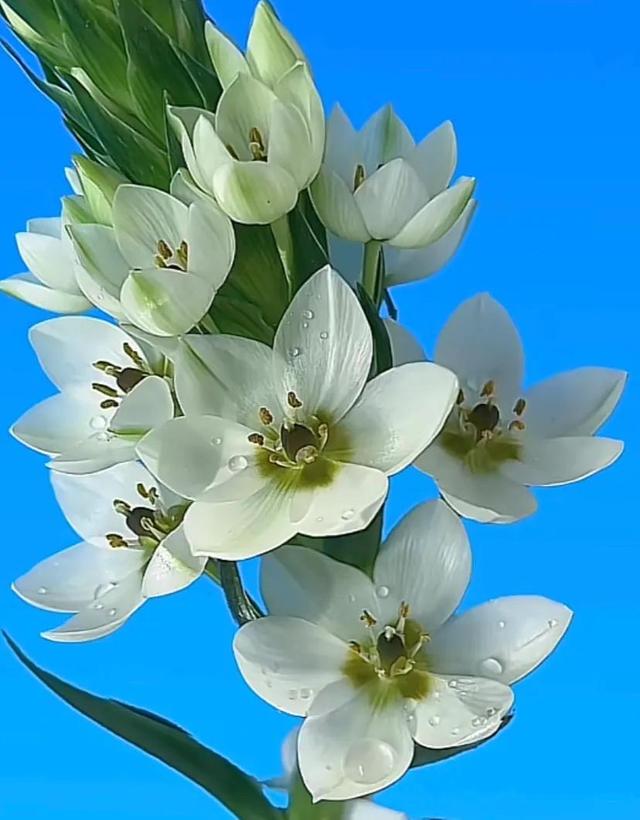 唯美花朵，唯美花朵图片（唯美清新的花朵图片）