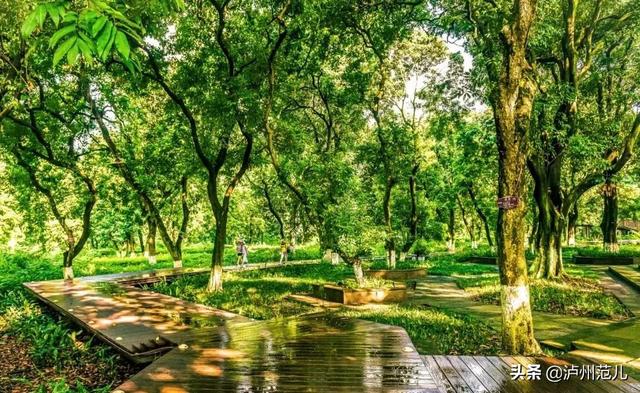 泸州有什么好玩的地方，四川省有什么好玩的旅游景点（泸州这些国家AAAA级景区）