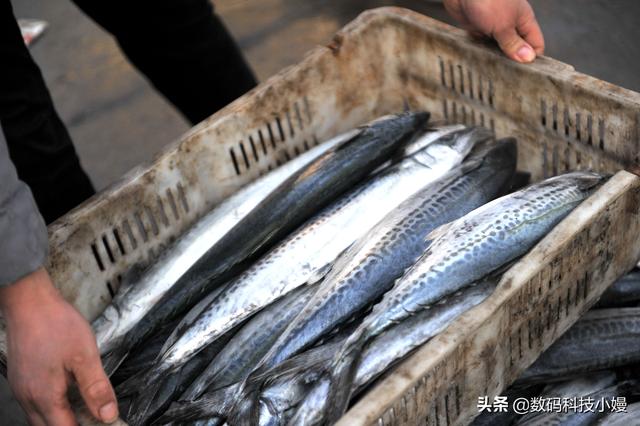 鸦片鱼为什么禁吃，鸦片鱼头的禁忌（鸦片鱼头为什么不能吃）