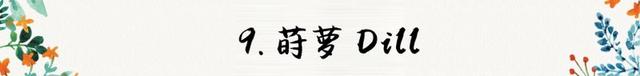 迷迭香是什么，西餐中常用的15种香料和香草（迷迭香是什么时候出的）