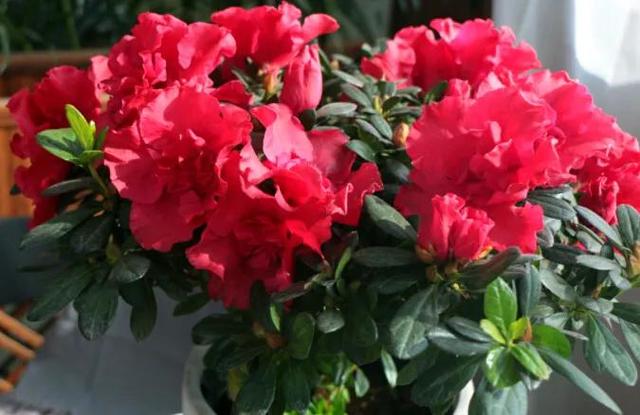 春天的花代表，春天的花代表什么（<一>君子兰、杜鹃、茶花、梅花、长寿花）