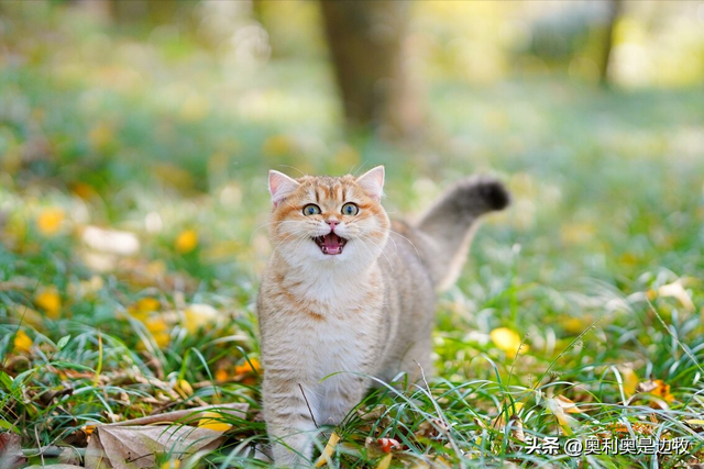 猫的应激反应会怎样，猫咪受到的危害有哪些