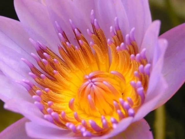 鲜花图片，鲜花图片下载 免费（分享图片：60款精美花卉图）