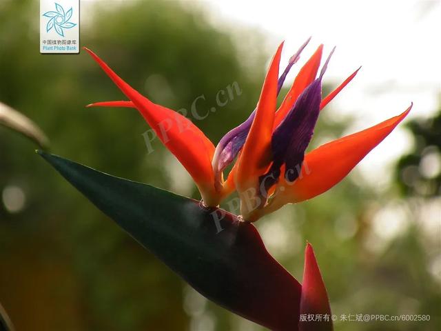 天堂鸟的花语和寓意，象征了什么（植物花语系列-寄托哀思天堂鸟）