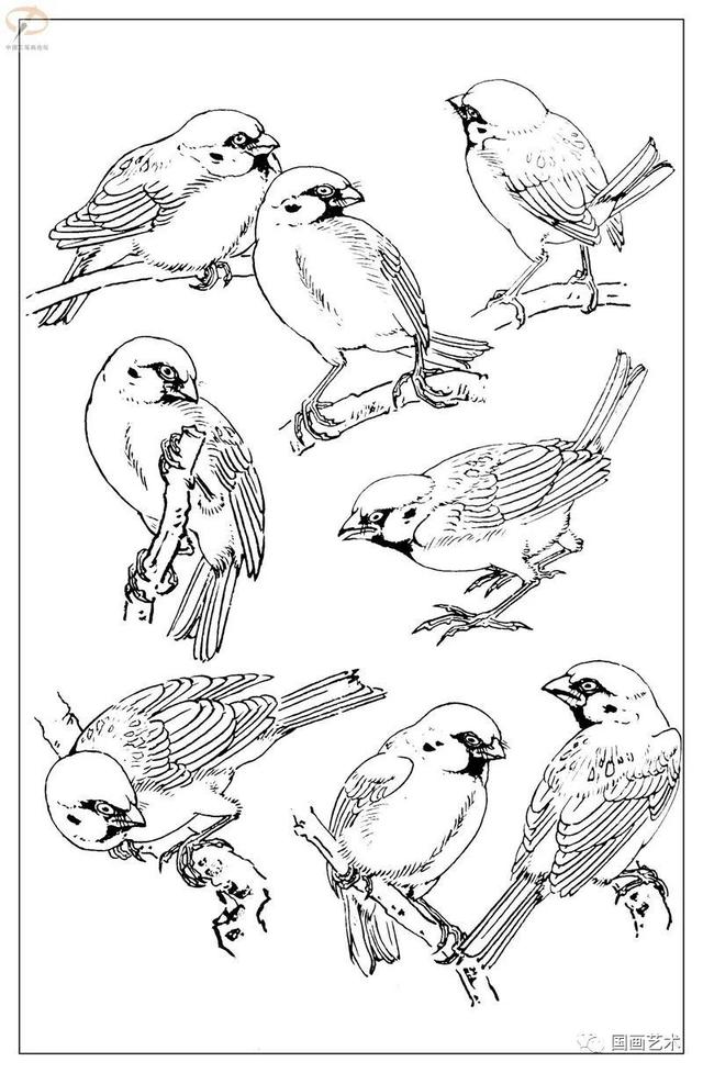 火的简笔画图片，火焰怎么画简笔画图片（画鸟参考——白描麻雀百图）