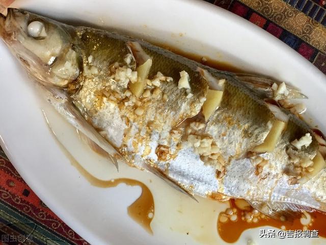 白色的鱼是什么鱼，全身白色的观赏鱼是什么鱼（乾隆曾赞不绝口的“清蒸白鱼”）