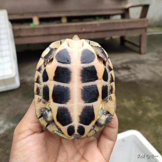 石龟的前世今生，越南石龟广西石龟区别（新手必须了解的避坑指南）