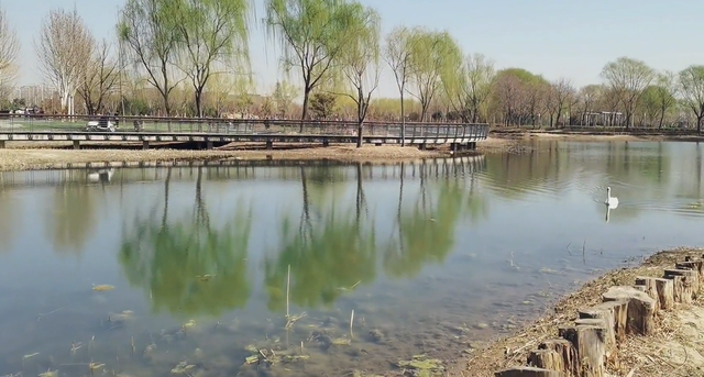 郑州樱花园在哪里，去郑州看樱花哪里好（郑州适合春天适合带孩子玩的宝藏地）