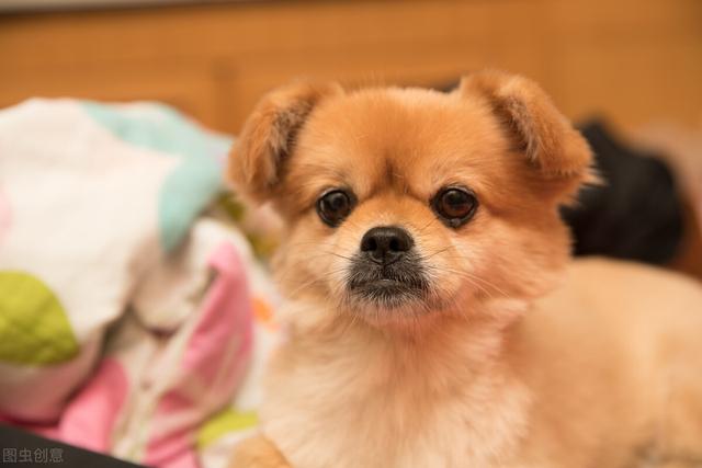 狗狗眼屎多有哪些原因，狗狗眼屎多有哪些原因引起的（还有这五个原因）