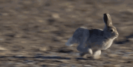 兔子冬眠吗，野生兔子冬眠吗（这只兔子49天跑路388公里）