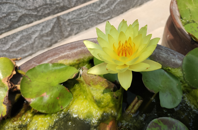 家庭水生花卉的常用种类，盆栽水生花卉有哪些（因为它们都是“水生花”）