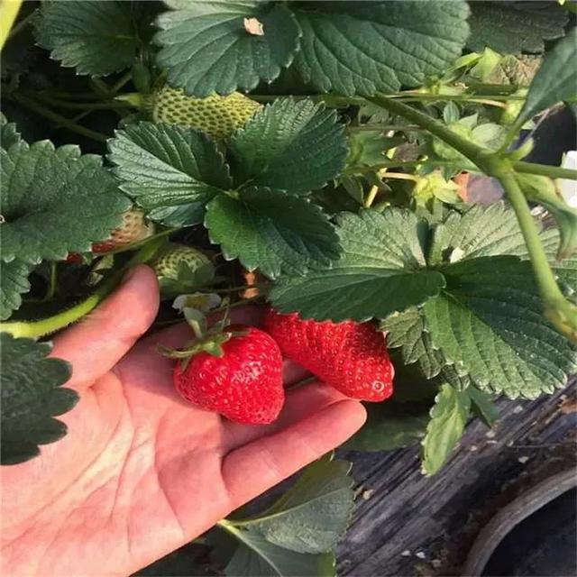 最流行的草莓品种，盘点国内十大最受欢迎的草莓品种