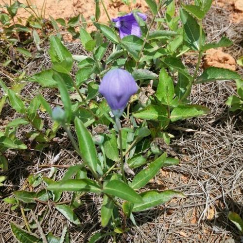 农村能吃的100种野菜图片，有哪些野菜可以吃