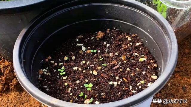 草莓怎么种植方法，秋季草莓种植时间和方法（手把手教你种植草莓）