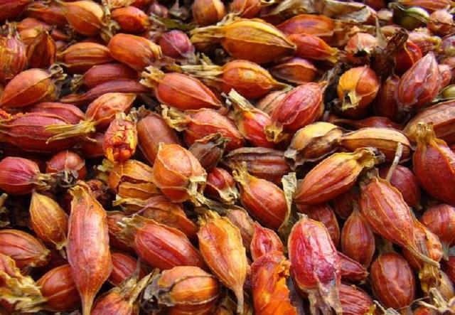 黄桅子一般怎么用，黄栀子的功效与作用及食用方法（黄栀子与红栀子一字之差）